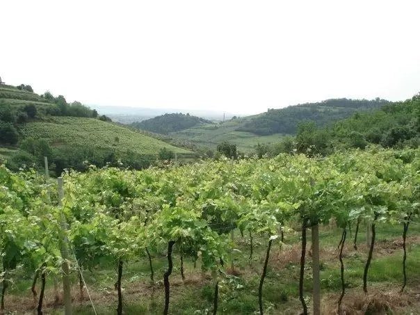 Corte Mainente - Weinwunder