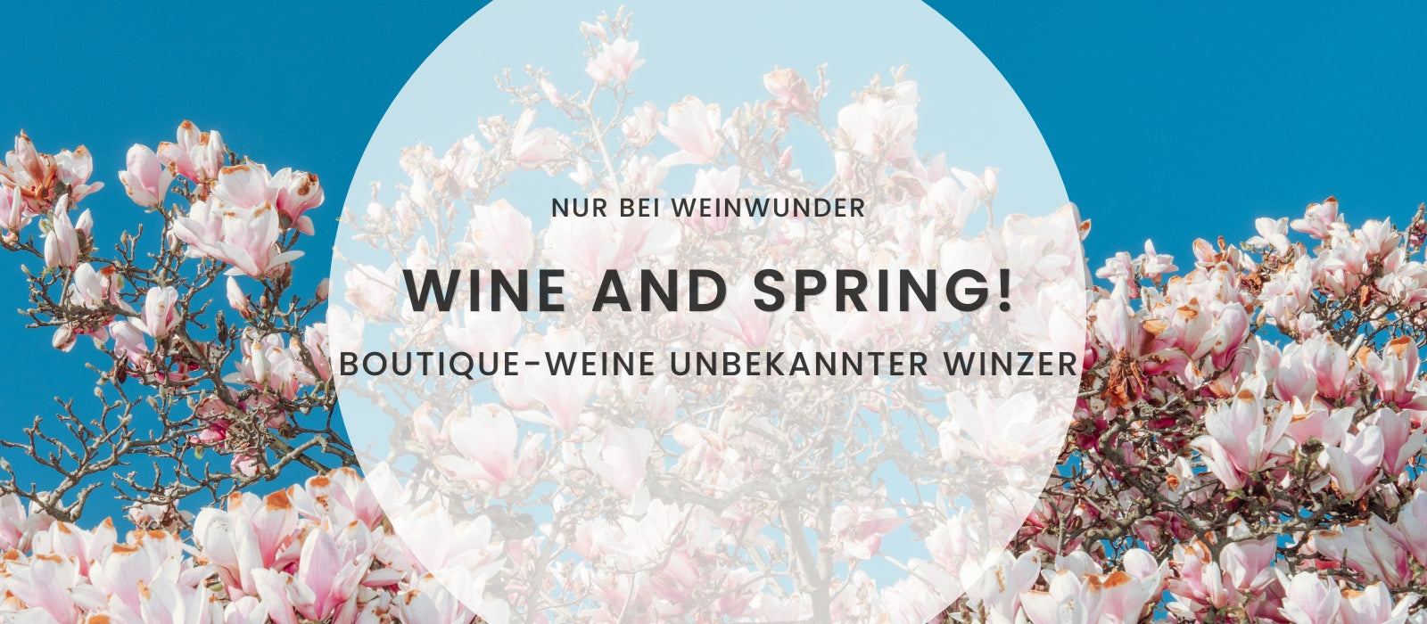 Magnolie vor blauem Himmel im Hintergrund mit Claim von Weinwunder "Wine and Spring"