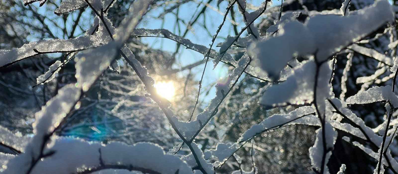 Winterzeit_Sträucher_mit_Schnee_und_durchscheinender_Sonne